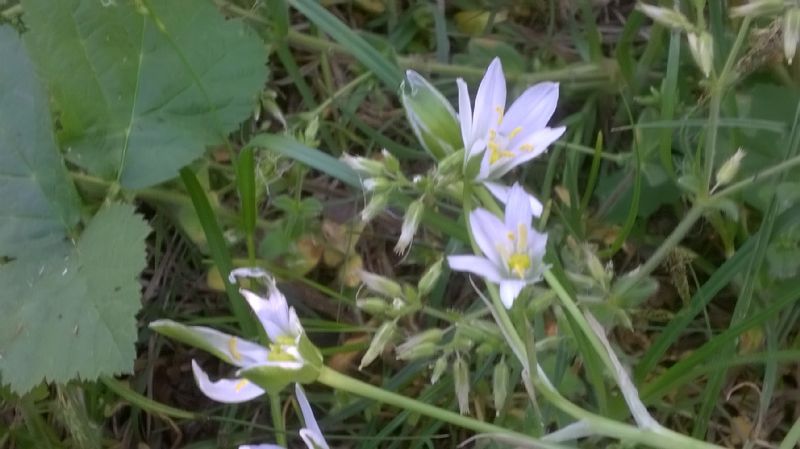 Ornithogalum umbellatum